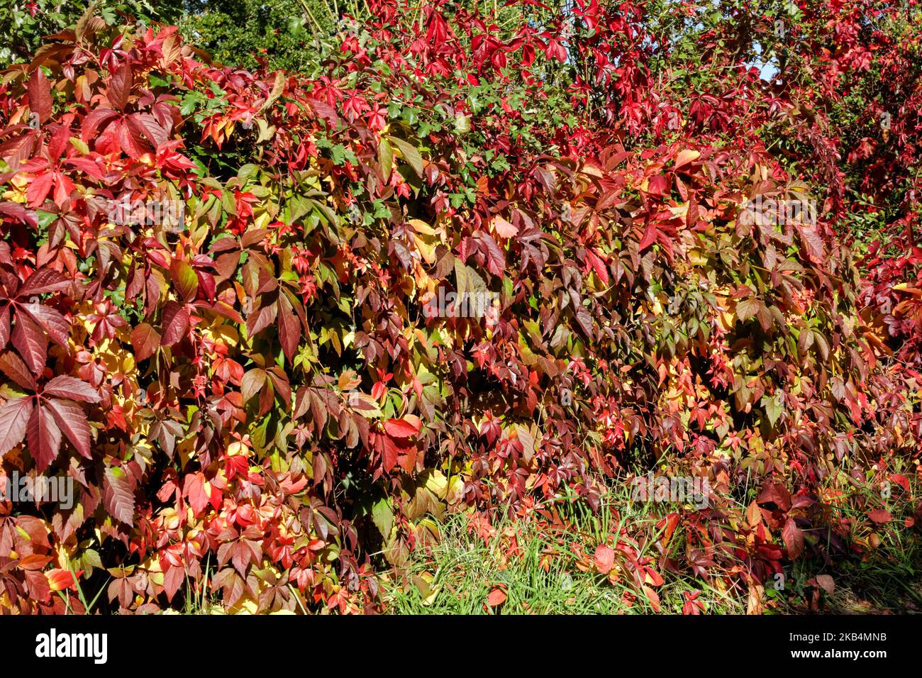 Bunte Herbstblätter einer Hecke Stockfoto