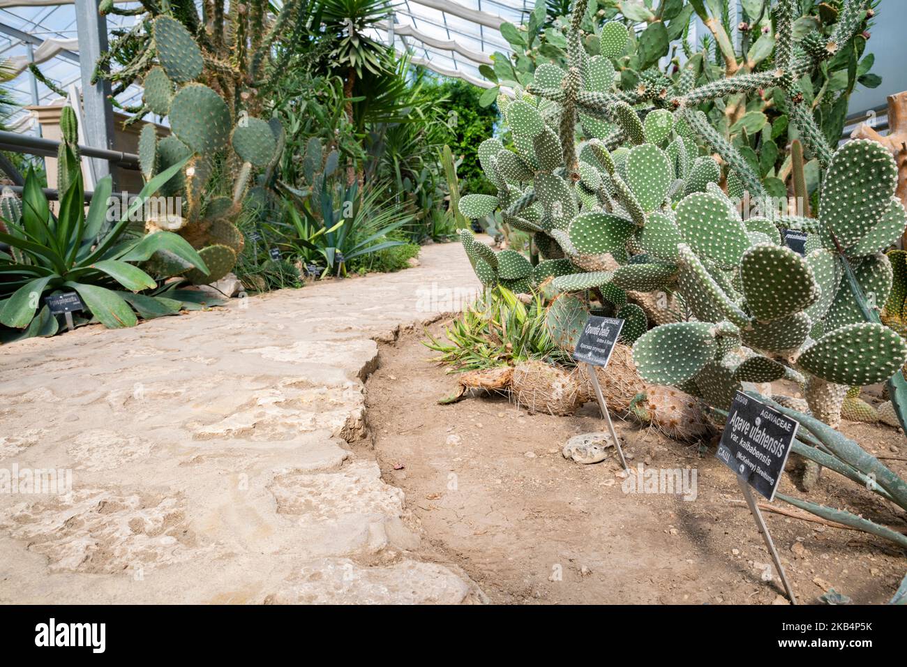 lustige kaktus namen Cactus Opuntia | 120cm | Online kaufen main image 0