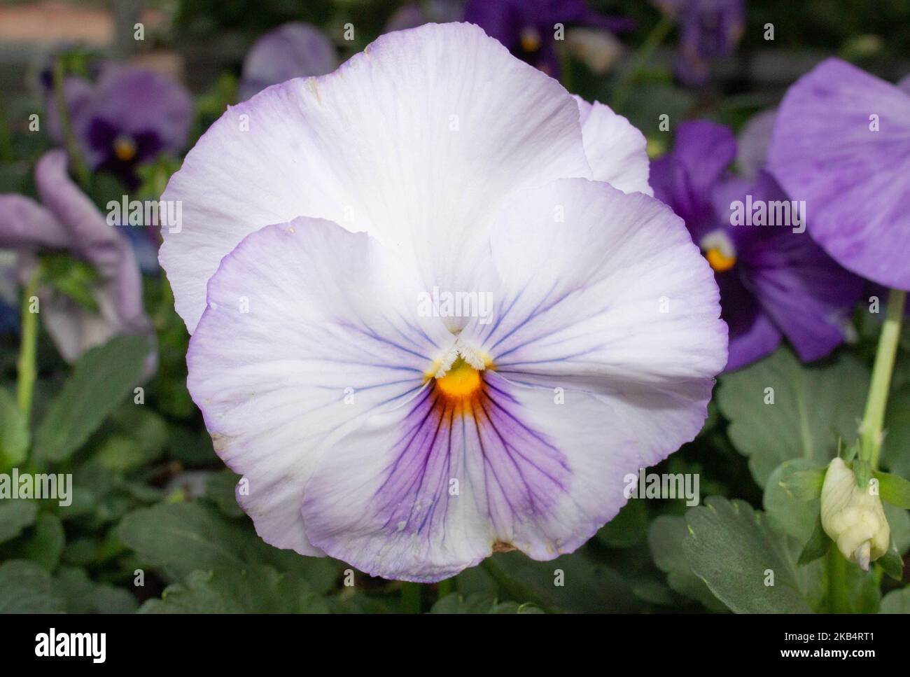 Weiße Stiefmütterchen-Blume mit einem Hauch von Purpur Stockfoto