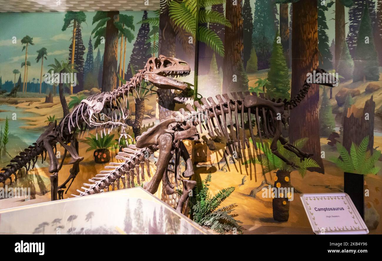 World Museum Liverpool - Dinosaurier und natürliche Welt Stockfoto