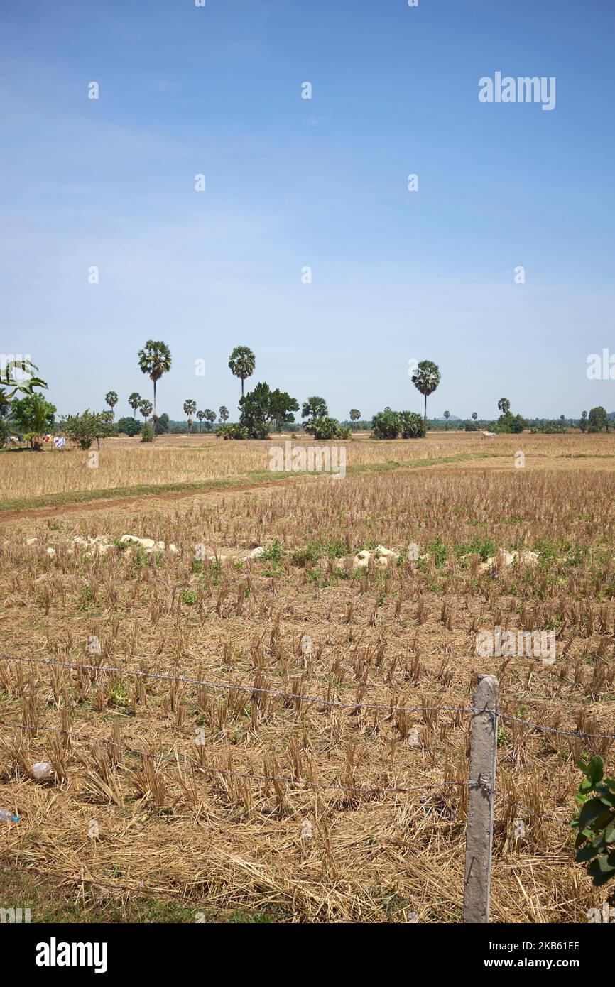 Ackerland in der Nähe von Kep Kambodscha Stockfoto