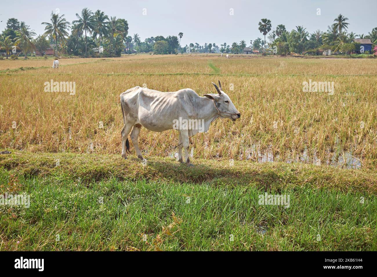 Wasserbüffel in Kep Kambodscha Stockfoto