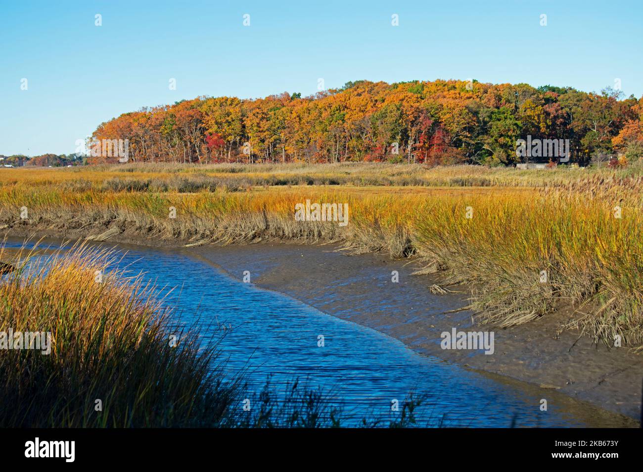 Herbstlaub betont den schmalen Bach, der im Cheesequake State Park in Matawan, New Jersey -09, durch das Sumpfgebiet schlängelt Stockfoto