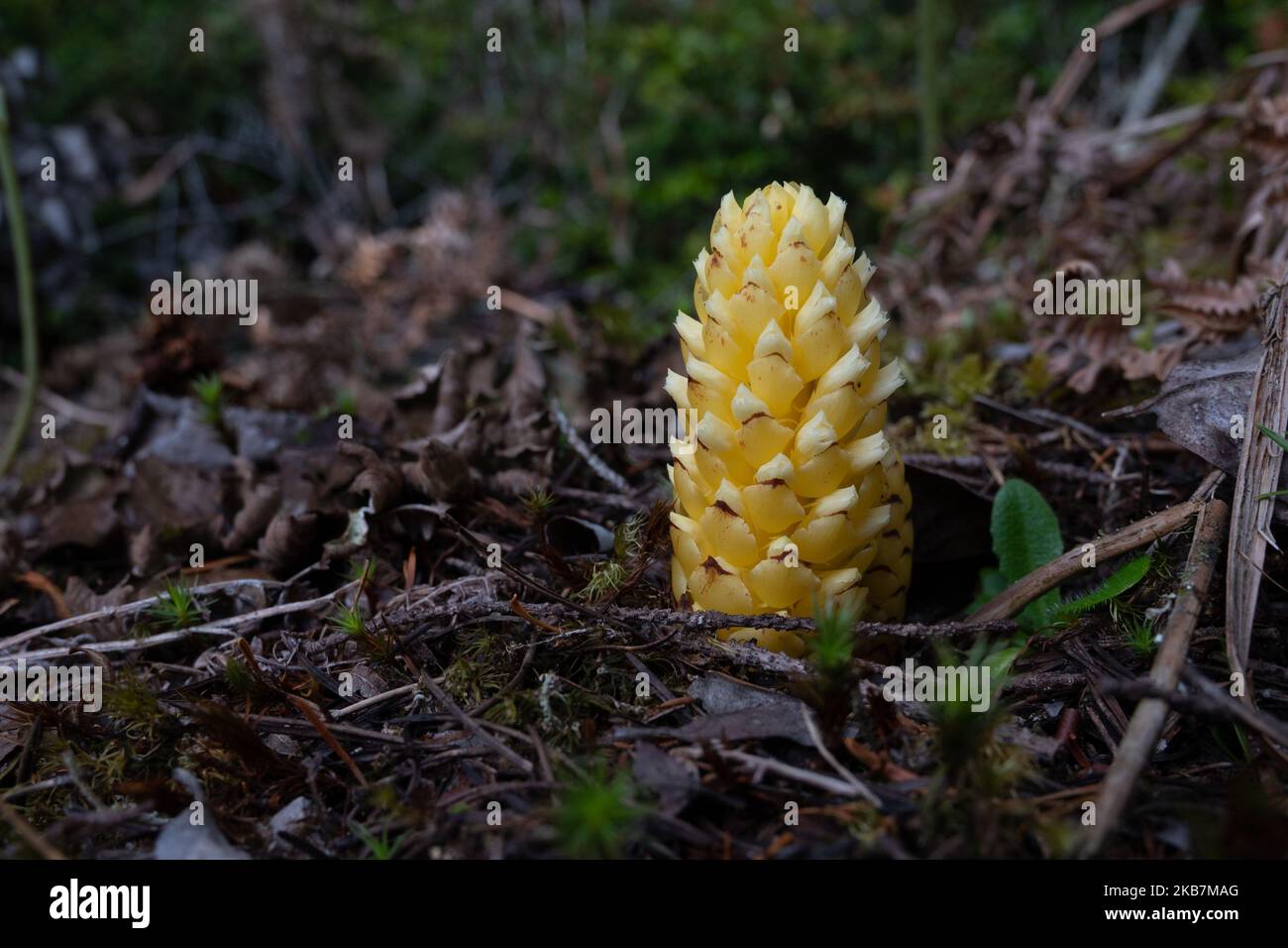 Seltsames gelbes Wachstum im Wald von Oregon. Stockfoto