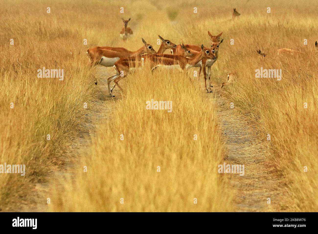 Black Bucks Herde bei Tal Chhapar Sanctuary in Churu Bezirk von Rajasthan, Indien, Oktober 21,2019.Tal Chhapar Sanctuary ist bekannt für schwarze Böcke und ist auch die Heimat einer Vielzahl von Vögeln. Das Heiligtum ist 210 km von Jaipur am Rande der Großen Indischen Wüste und befindet sich auf der Straße von Ratangarh nach Sujangarh. Das Tal Chhapar Heiligtum liegt im Sujangarh Tehsil des Churu Bezirks.(Foto von Vishal Bhatnagar/NurPhoto) (Foto von Vishal Bhatnagar/NurPhoto) Stockfoto