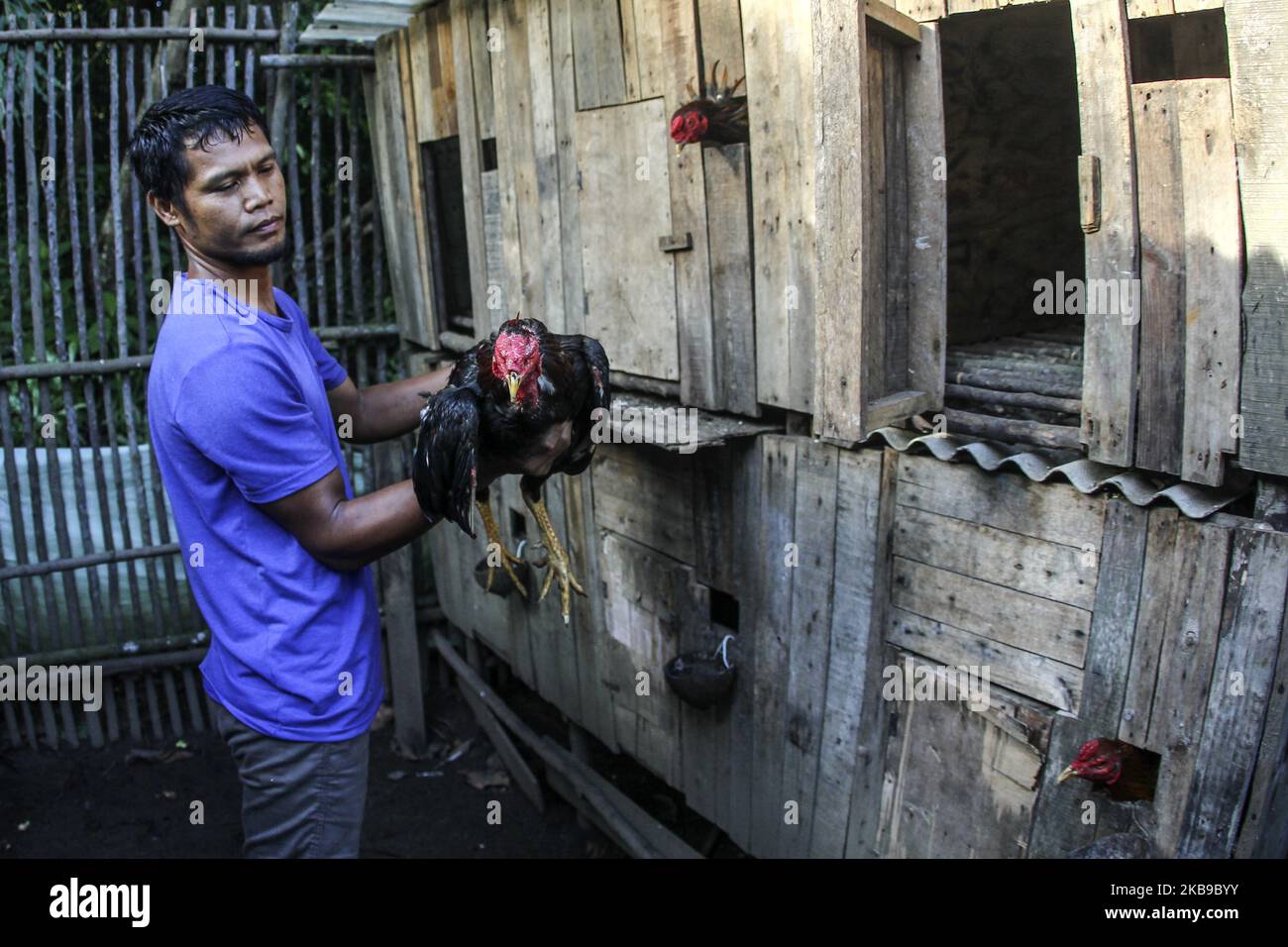 Kampfhuhnfans trainieren ihre Hähnchen am 27. Oktober 2019 in Tanjung Pinang, Batam, Kepulauan Riau, Indonesien. Abgesehen davon, dass es sich um eine Unterhaltung handelt, wird der wirtschaftliche Wert dieser Art von Hahn sogar noch höher sein und von 300 bis Millionen Rupiah reichen, wenn er oft das Rennen gewinnt. (Foto von Teguh Prihatna/NurPhoto) Stockfoto