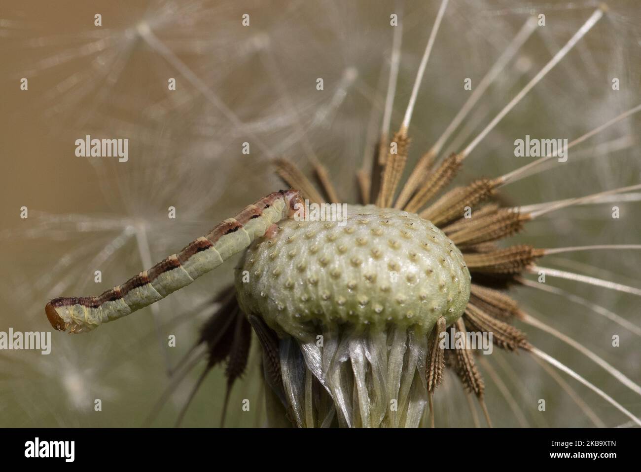 aÂ Geometer Moth Raupe sitzt am 03. November 2019 auf einer Dandelion-Uhr in einem Garten in Lincoln, Neuseeland. (Foto von Sanka Vidanagama/NurPhoto) Stockfoto