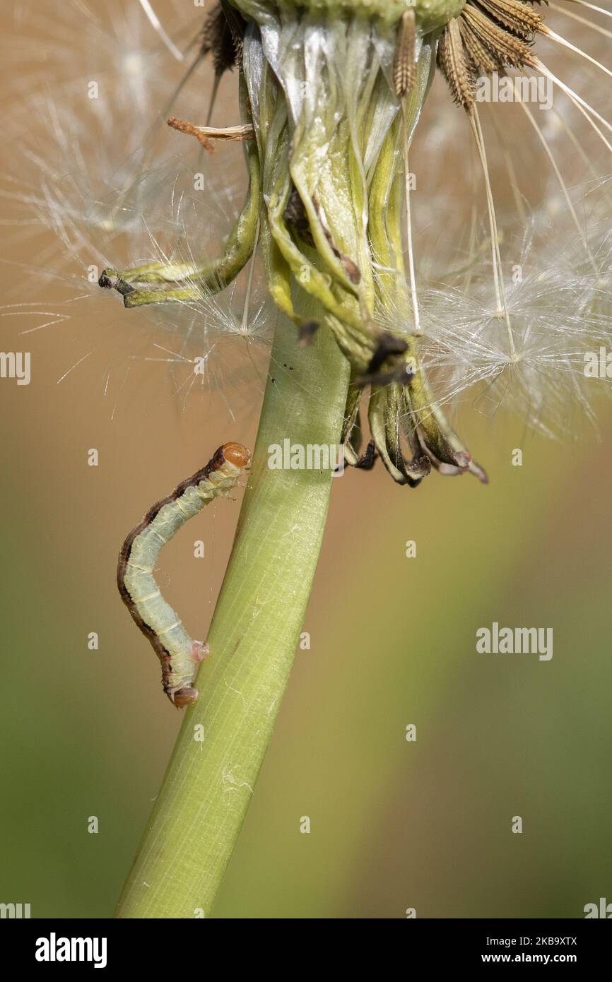 aÂ Geometer Moth Raupe wird am 03. November 2019 in einem Garten in Lincoln, Neuseeland, gesehen. (Foto von Sanka Vidanagama/NurPhoto) Stockfoto