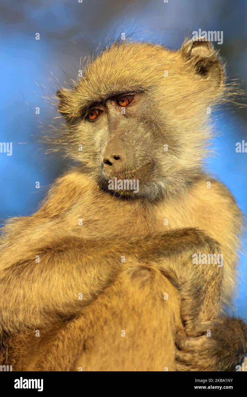 Junge Pavian Porträt sitzt in einem Baum Stockfoto