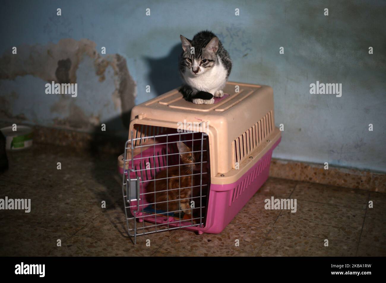 Eine Katze im Haus eines Palästinensers Saeed el-Aer, der sich um verlassene Katzen kümmert, im zentralen Gazastreifen am 4. November 2019. (Foto von Majdi Fathi/NurPhoto) Stockfoto