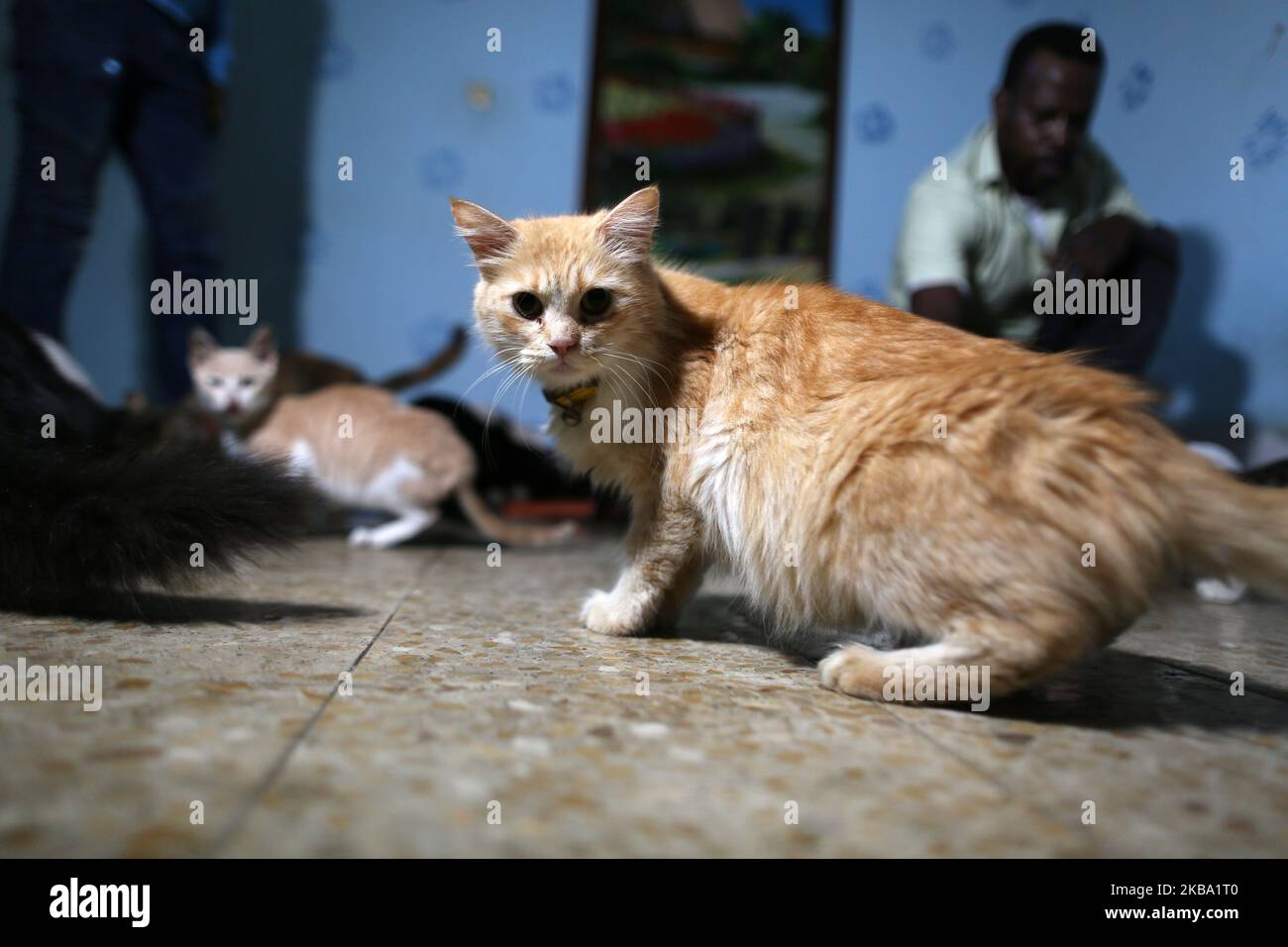 Eine Katze im Haus eines Palästinensers Saeed el-Aer, der sich um verlassene Katzen kümmert, im zentralen Gazastreifen am 4. November 2019. (Foto von Majdi Fathi/NurPhoto) Stockfoto