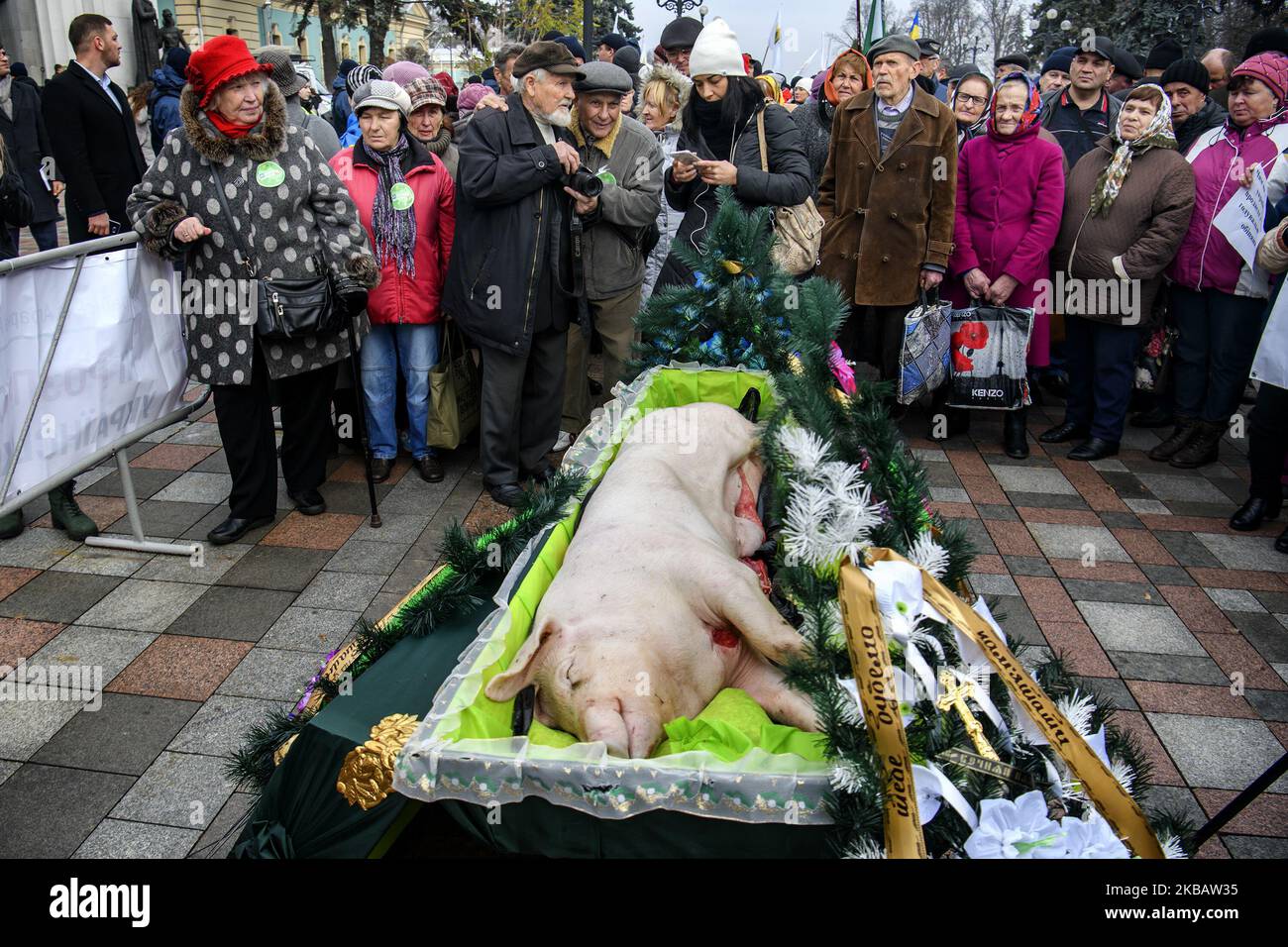 Totes Schwein in einem Sarg, das symbolisch für die Beerdigung der Tierhaltung während der Demonstration steht. Ukrainische Bauern protestieren vor dem ukrainischen Parlament (Verkhovna Rada) gegen die Öffnung eines Landmarktes und den Verkauf von Land in der Ukraine. Kiew, Ukraine. 13-11-2019 (Foto von Maxym Marusenko/NurPhoto) Stockfoto