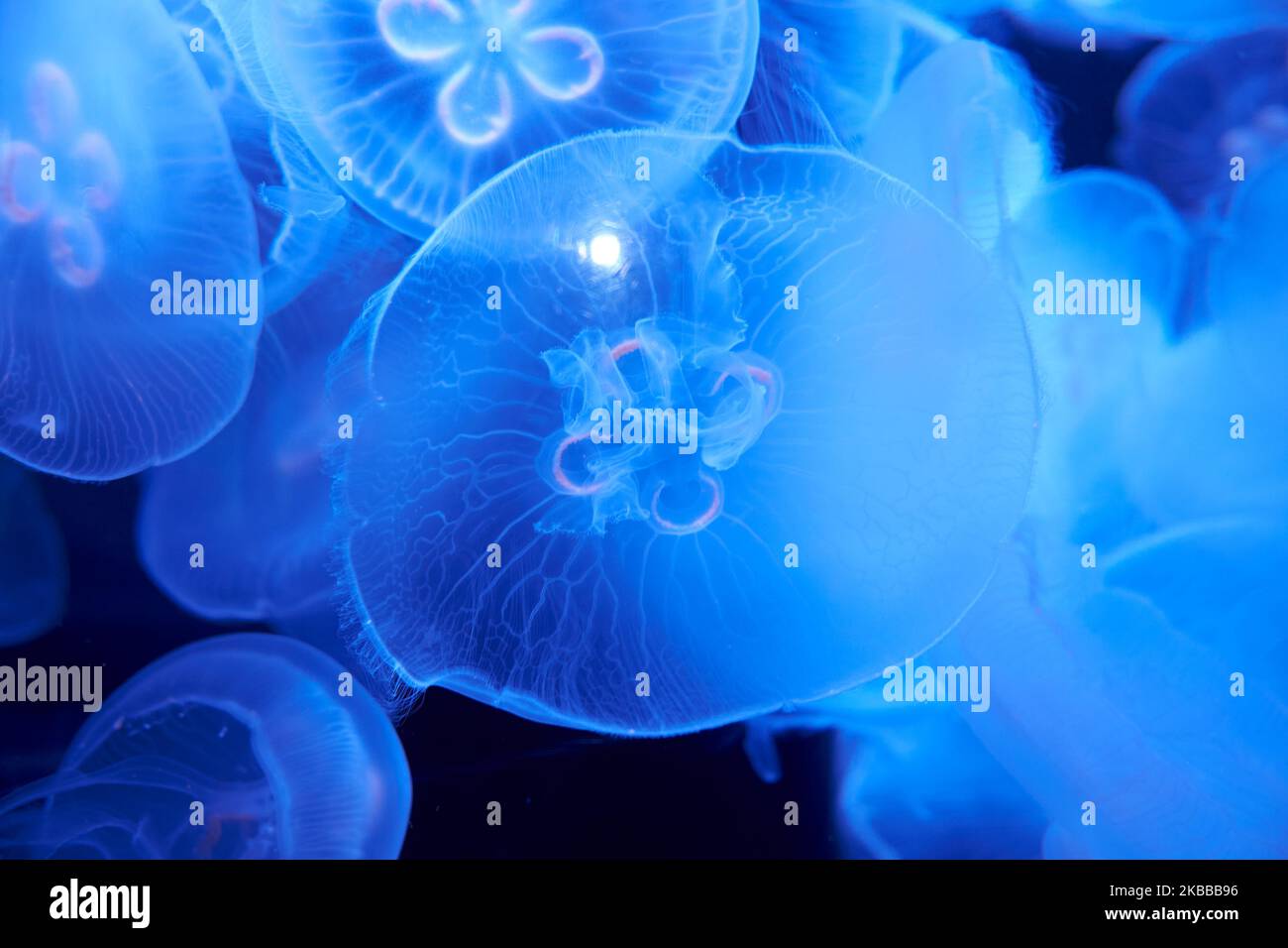 Quallen schweben friedlich und leise in einem Aquarium mit blauem, hellem und dunklem Hintergrund Stockfoto