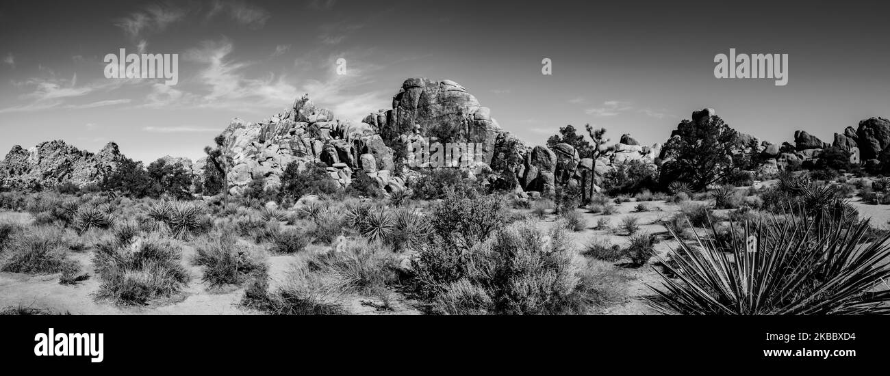 Landschaft des Joshua Tree National Park mit klarem Himmel und felsiger Kulisse Stockfoto