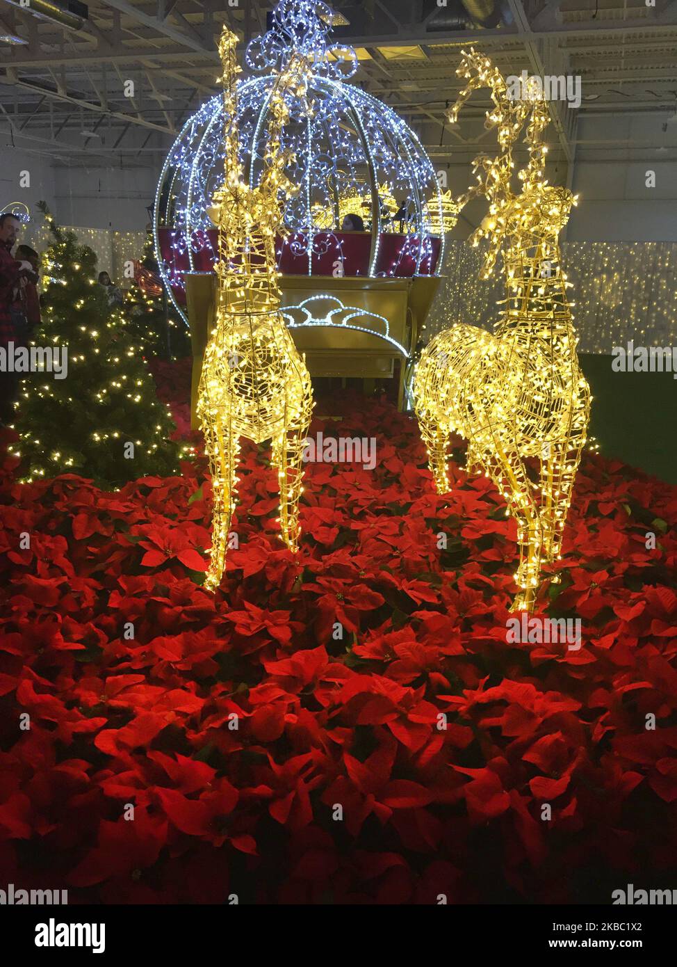 Christmas Glow Festival in Toronto, Ontario, Kanada, am 30. November 2019. Christmas Glow ist Ontarios größtes Weihnachtsfest für Familien, bei dem bis zu 100.000 Besucher unter dem Funkeln von einer halben Million Lichtern lachen und spielen werden. (Foto von Creative Touch Imaging Ltd./NurPhoto) Stockfoto Christmas Glow Festival in Toronto, Ontario, Kanada, am 30. November 2019. Christmas Glow ist Ontarios größtes Weihnachtsfest für Familien, bei dem bis zu 100.000 Besucher unter dem Funkeln von einer halben Million Lichtern lachen und spielen werden. (Foto von Creative Touch Imaging Ltd./NurPhoto) Stockfoto