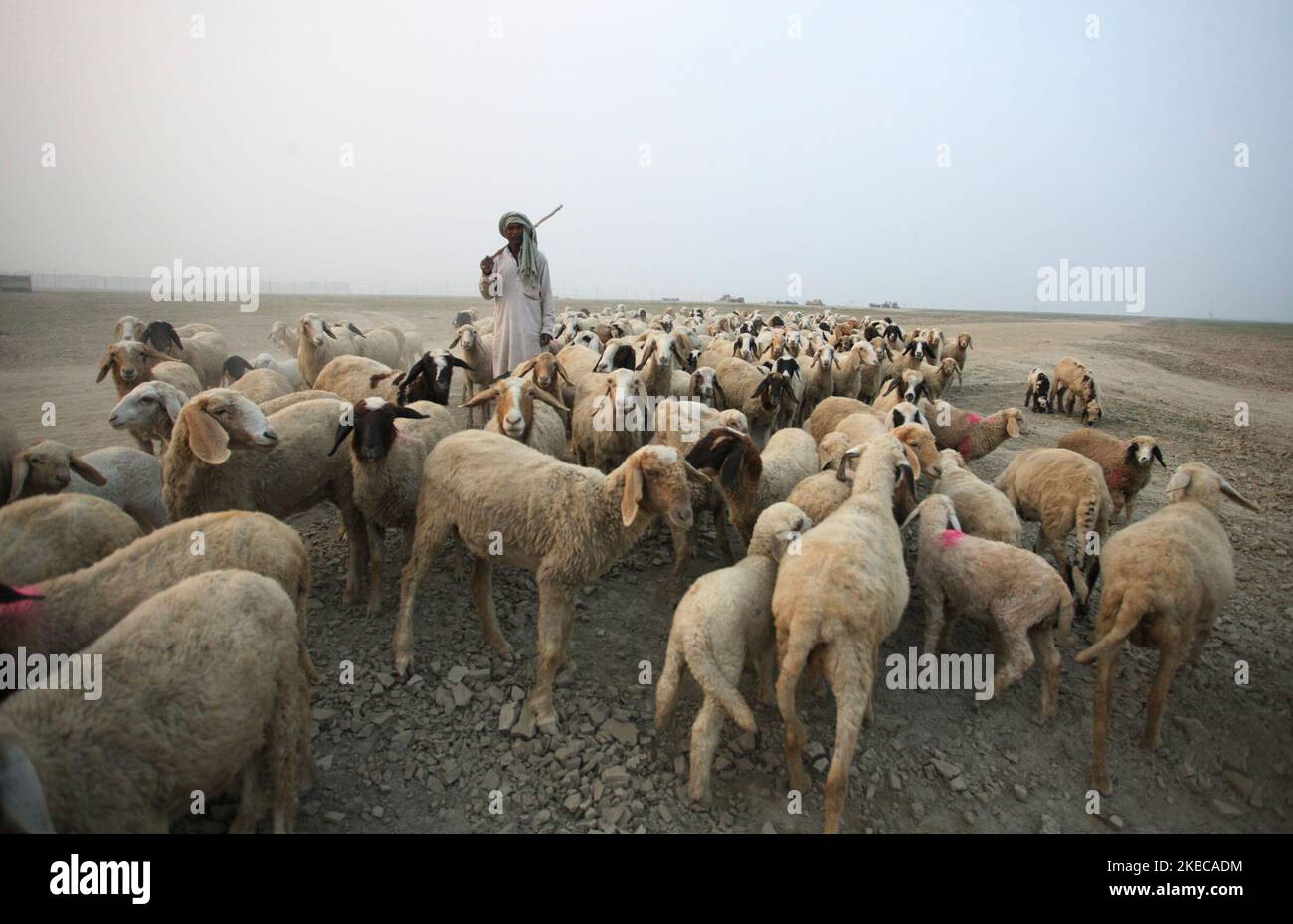 Ein indischer Schäferhund führt am 7. Dezember 2019 eine Herde Schafe in den Außenbezirken von Allahabad. (Foto von Ritesh Shukla ) (Foto von Ritesh Shukla/NurPhoto) Stockfoto