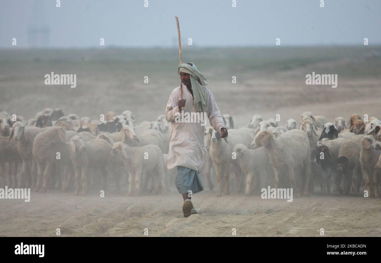 Ein indischer Schäferhund führt am 7. Dezember 2019 eine Herde Schafe in den Außenbezirken von Allahabad. (Foto von Ritesh Shukla ) (Foto von Ritesh Shukla/NurPhoto) Stockfoto