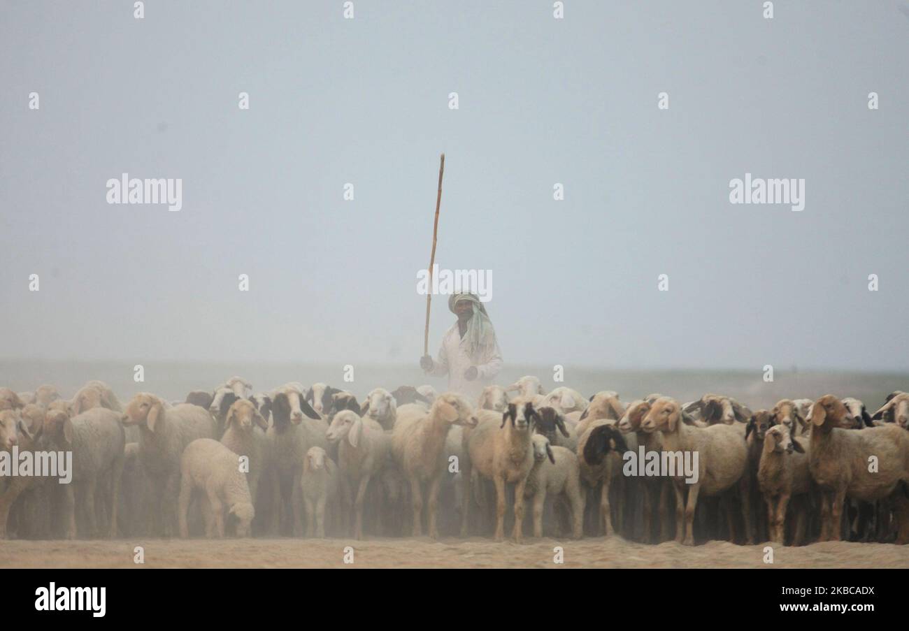 Ein indischer Schäferhund führt am 7. Dezember 2019 eine Herde Schafe in den Außenbezirken von Allahabad. (Foto von Ritesh Shukla ) (Foto von Ritesh Shukla/NurPhoto) Stockfoto