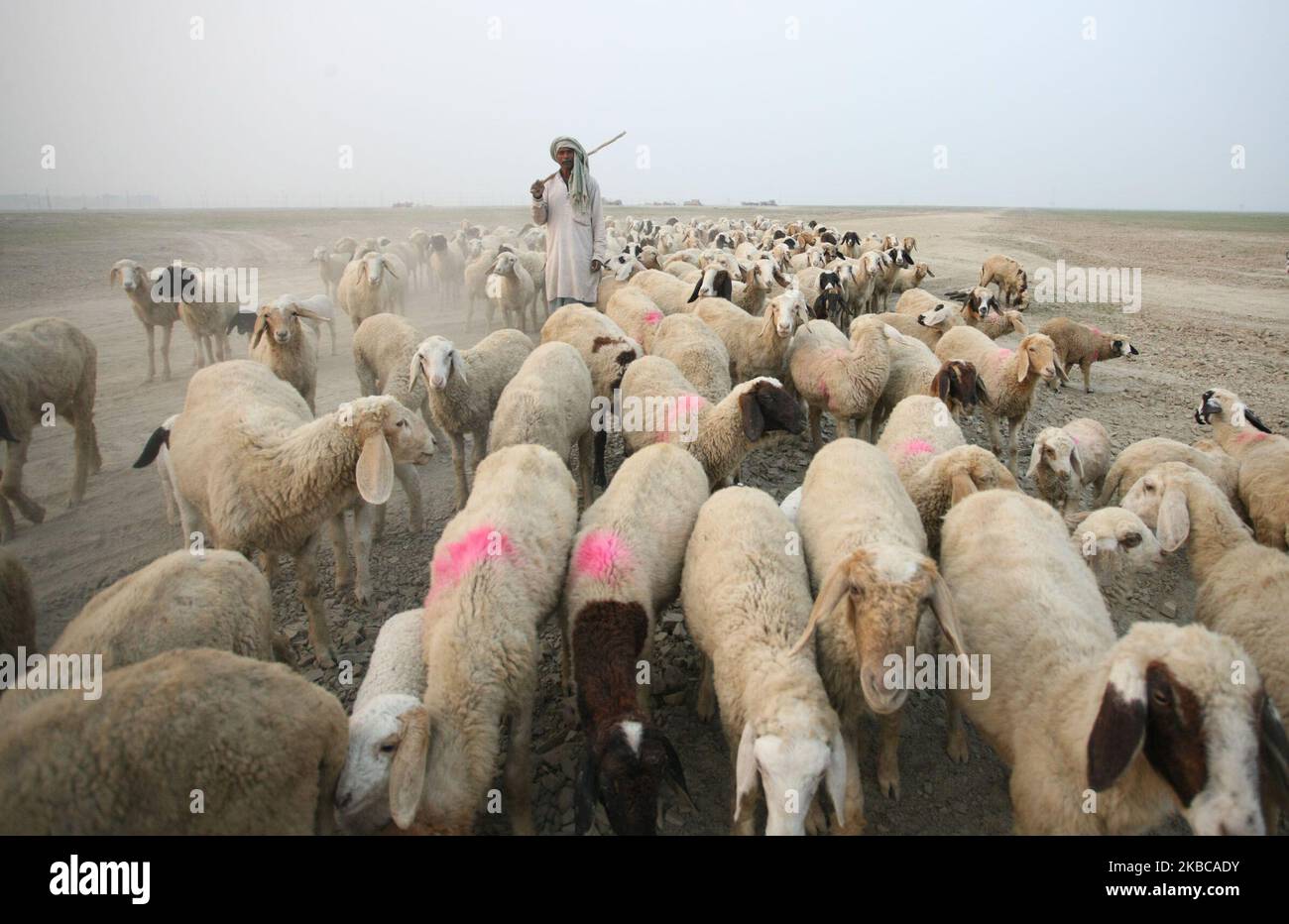 Ein indischer Schäferhund führt am 7. Dezember 2019 eine Herde Schafe in den Außenbezirken von Allahabad. (Foto von Ritesh Shukla ) (Foto von Ritesh Shukla/NurPhoto) Stockfoto