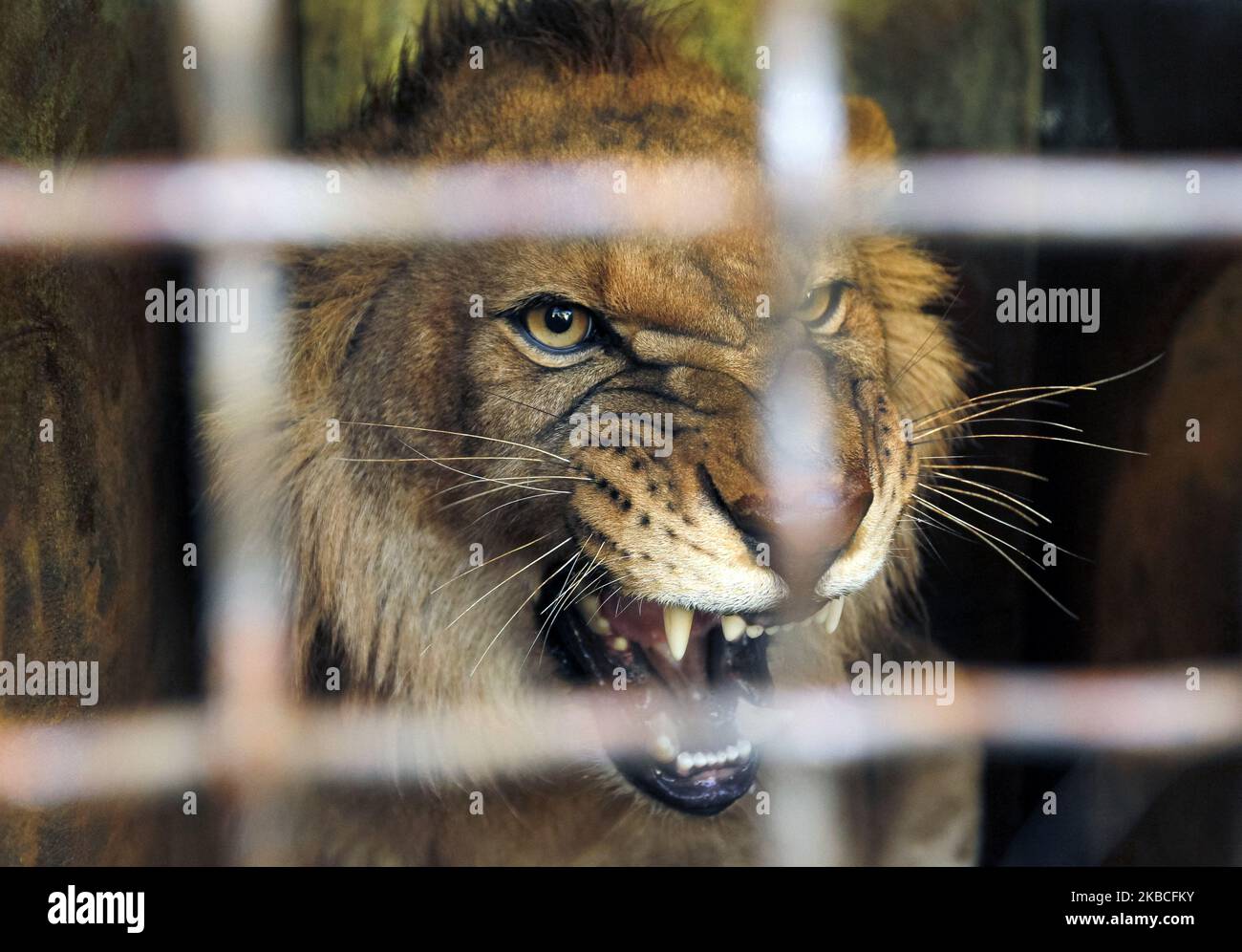 Ein Löwe wird in einem Käfig gesehen, als am 09. Dezember 2019 fünf junge Löwen aus einem ukrainischen Zoo zum Ubuntu Wildlife Sanctuary in der Republik Südafrika im Frachtterminal am Flughafen Boryspil unweit von Kiew, Ukraine, geschickt wurden. Fünf junge Löwen, 1 männliche und 4 weibliche, aus dem Berdyansk Zoo „Safari“ aus der Ukraine, um Tierschutz für Raubtiere Ubuntu Wildlife Sanctuary in der Republik Südafrika, nachdem die Besitzer des Berdyansk Zoos an die Lawrence Anthony Earth Organization appelliert haben, Das sich mit der Rettung von Wildtieren aus Zirkussen und privaten Zoos befasst, mit einer Anfrage an Stockfoto