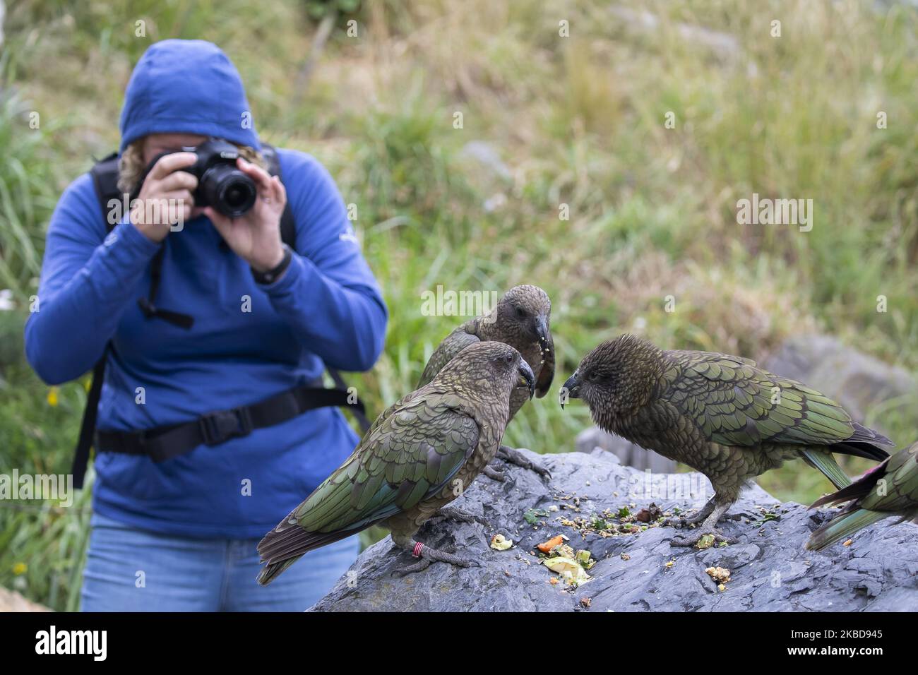 Ein Besucher fotografiert am 20. Dezember 2019 im Willowbank Wildlife Reserve in Christchurch, Neuseeland, die Vögel von Kea (Nestor notabilis). Der Kea ist ein einheimischer neuseeländischer Vogel und er ist endemisch in den südlichen Alpen der neuseeländischen Südinsel. Die worldâ €™s nur Berg parrotÂ Kea ist derzeit eine gefährdete Art.Â (Foto von Sanka Vidanagama / NurPhoto) Stockfoto