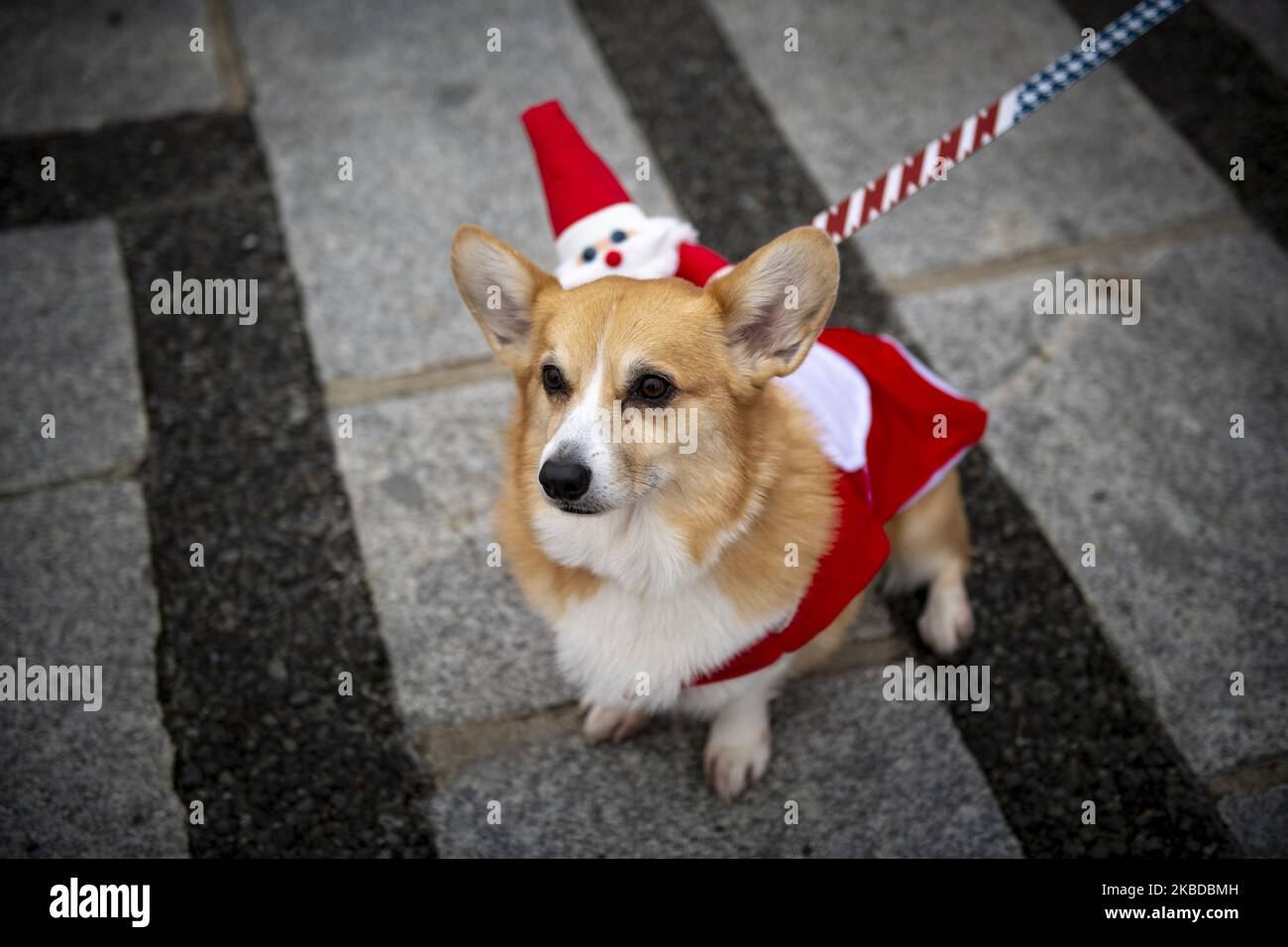 Ein Hund in einem Weihnachtskostüm ist während des Tokyo Great Santa Run 2019 in Tokio, Japan, am 22. Dezember 2019 zu sehen. Die Menschen nahmen an der Wohltätigkeitsveranstaltung in Tokio Teil, bei der ein Teil der Teilnahmegebühr in Weihnachtsgeschenke für Kinder, die im Krankenhaus untergebracht wurden, fließt. (Foto von Alessandro Di Ciommo/NurPhoto) Stockfoto