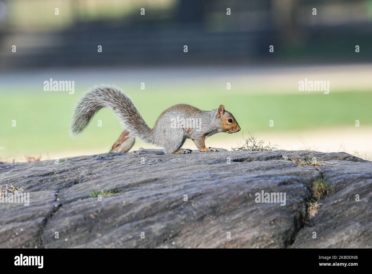 Nahaufnahme eines Eichhörnchen im Central Park in Manhattan, New York City. Das schöne und süße kleine flauschige Tier, die grauen Eichhörnchen, sind ein Symbol des Central Park in NYC, essen Nüsse, gehen auf Gras und sind freundlich und neugierig mit Menschen. NY, USA - 15. November 2019 (Foto von Nicolas Economou/NurPhoto) Stockfoto