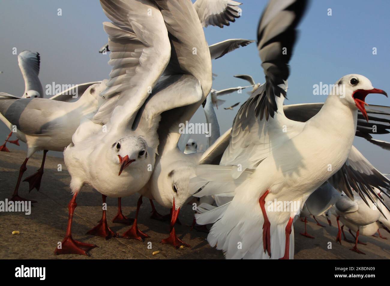 Ein Mann (ungesehen) füttert am 01. Januar 2020 Möwen entlang des Arabischen Meeres in Mumbai, Indien. (Foto von Himanshu Bhatt/NurPhoto) Stockfoto