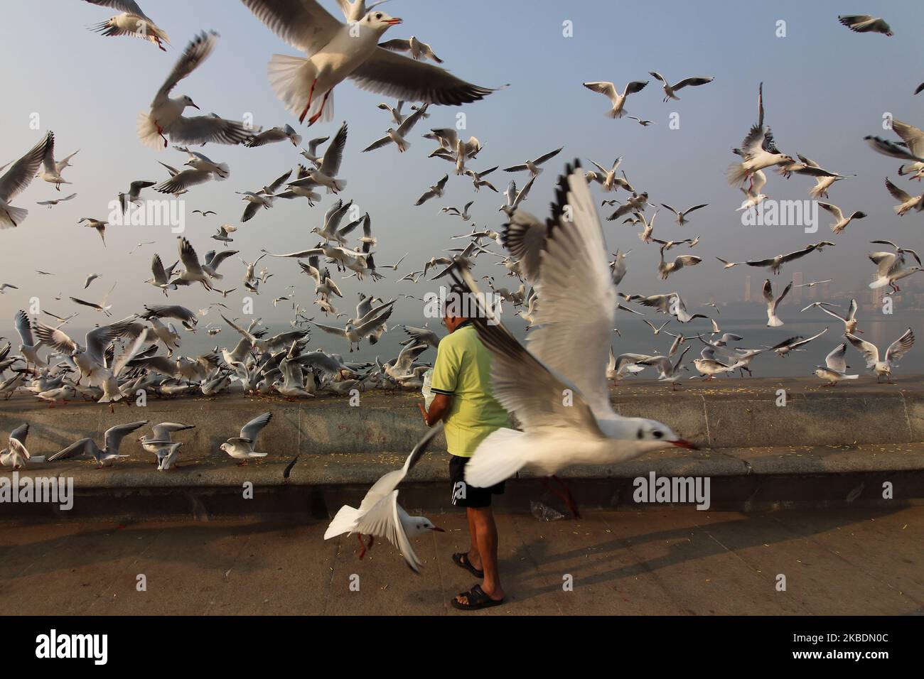 Am 01. Januar 2020 füttert ein Mann Möwen am Arabischen Meer in Mumbai, Indien. (Foto von Himanshu Bhatt/NurPhoto) Stockfoto