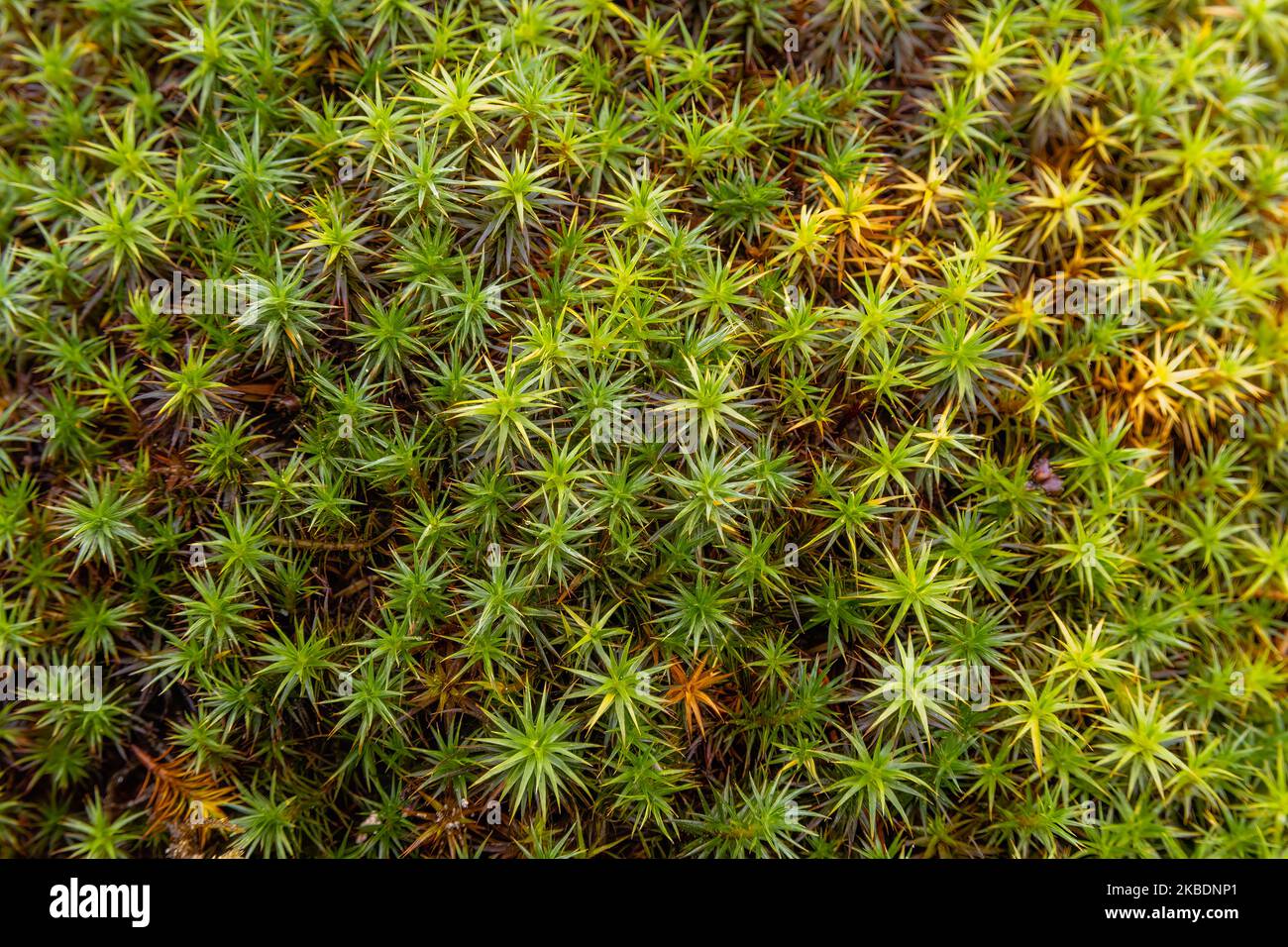 Gewöhnliches Haarmütze-Moos (Polytrichum commune) Draufsicht, Nahaufnahme Stockfoto