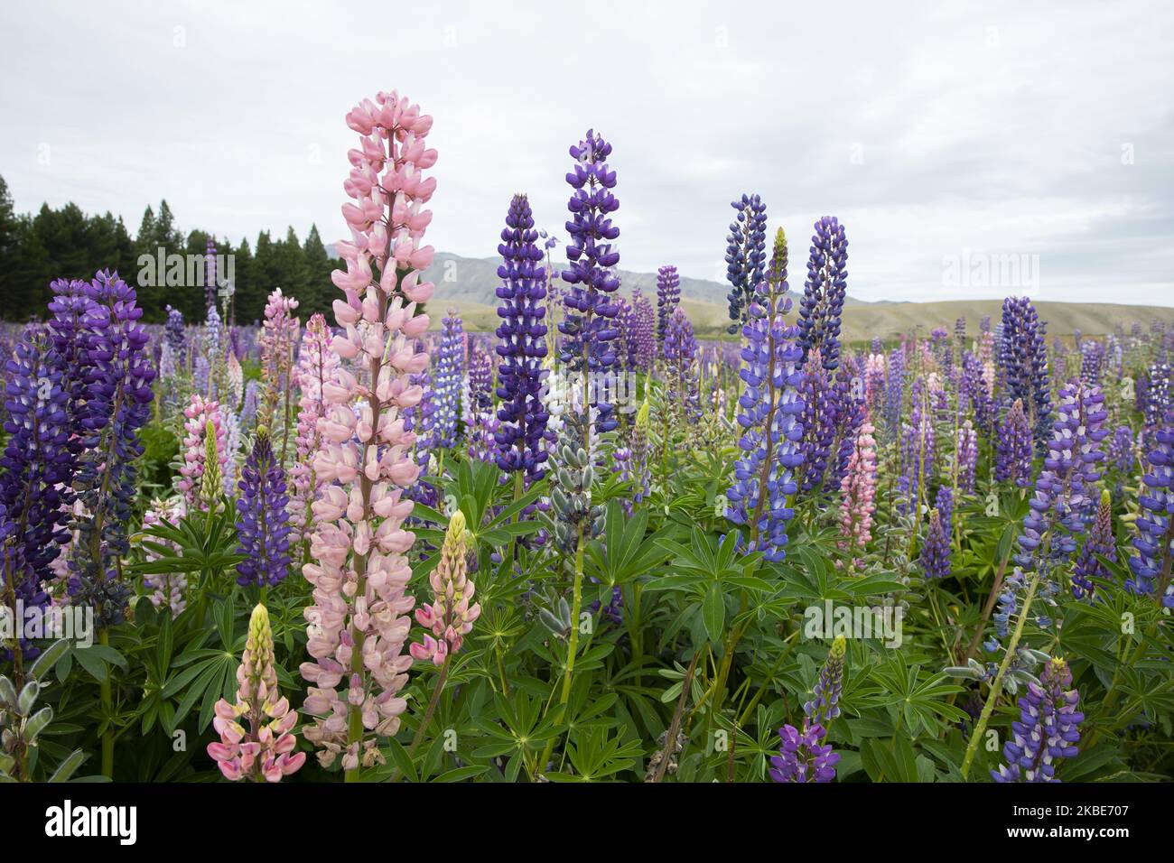 Bunte Lupinenblumen in Tekapo,Â Mackenzie Country,Â auf der zentralen Südinsel von New ZealandÂ am 10. Januar 2020.Â Tekapo ist eine der beliebtesten Touristenattraktionen Neuseelands. Jeden November beginnen riesige, farbenfrohe Felder mit Lupinenblumen entlang der Seeufer, Bäche, Kanäle und Autobahnen der Mackenzie Region in Neuseeland aufzutauchen. Lupinen sind jedoch eine nicht-einheimische Blumenart und verursachen in Neuseeland eine Reihe von ofÂ Problemen, da sie sich schnell ausbreiten und einheimische Flora und Fauna aus ihren Lebensräumen drängen. Â Â (Foto by Sanka Vidanagama/NurPhoto) Stockfoto