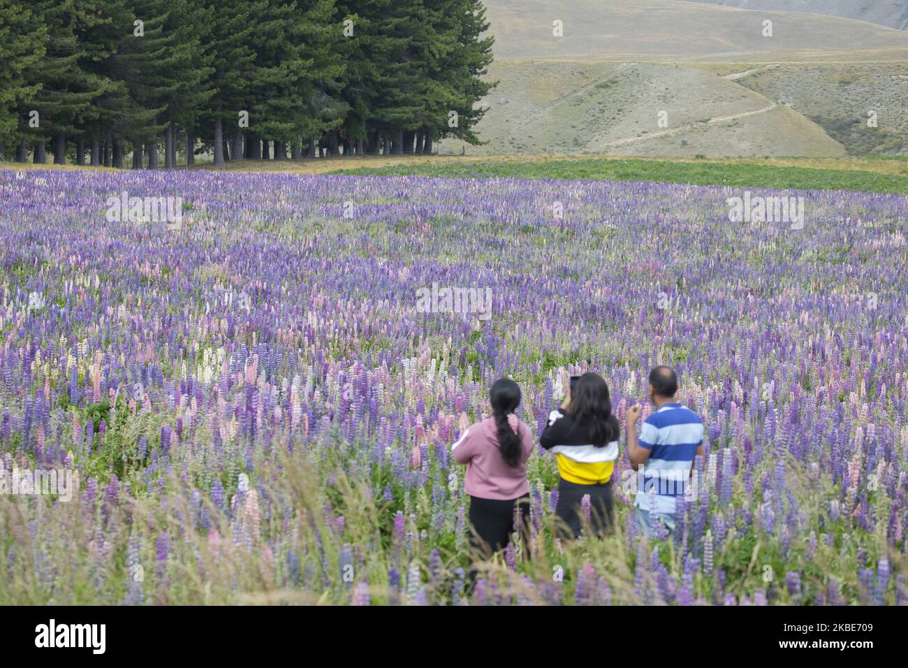 Am 10. Januar 2020 fotografieren Besucher auf bunten Lupinenfeldern in Tekapo,Â Mackenzie Country,Â auf der zentralen Südinsel von New ZealandÂ.Â Tekapo ist eine der beliebtesten Touristenattraktionen Neuseelands. Jeden November beginnen riesige, farbenfrohe Felder mit Lupinenblumen entlang der Seeufer, Bäche, Kanäle und Autobahnen der Mackenzie Region in Neuseeland aufzutauchen. Lupinen sind jedoch eine nicht-einheimische Blumenart und verursachen in Neuseeland eine Reihe von ofÂ Problemen, da sie sich schnell ausbreiten und einheimische Flora und Fauna aus ihren Lebensräumen drängen. Â Â (Foto by Sanka Vidanagama/NurPhoto) Stockfoto
