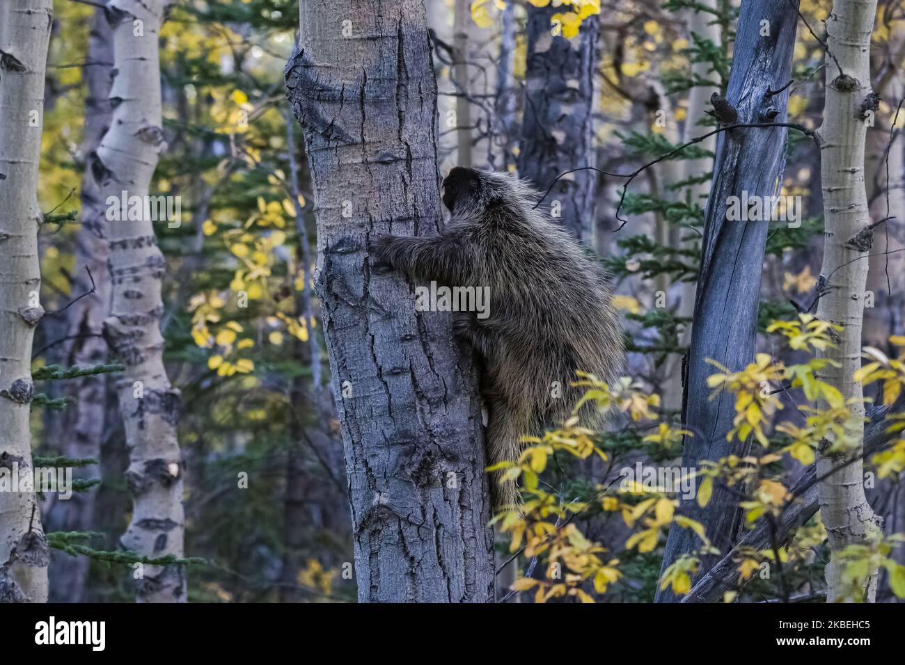 Ein großes Stachelschwein, das auf einem Baum im Wald in Alaska klettert Stockfoto