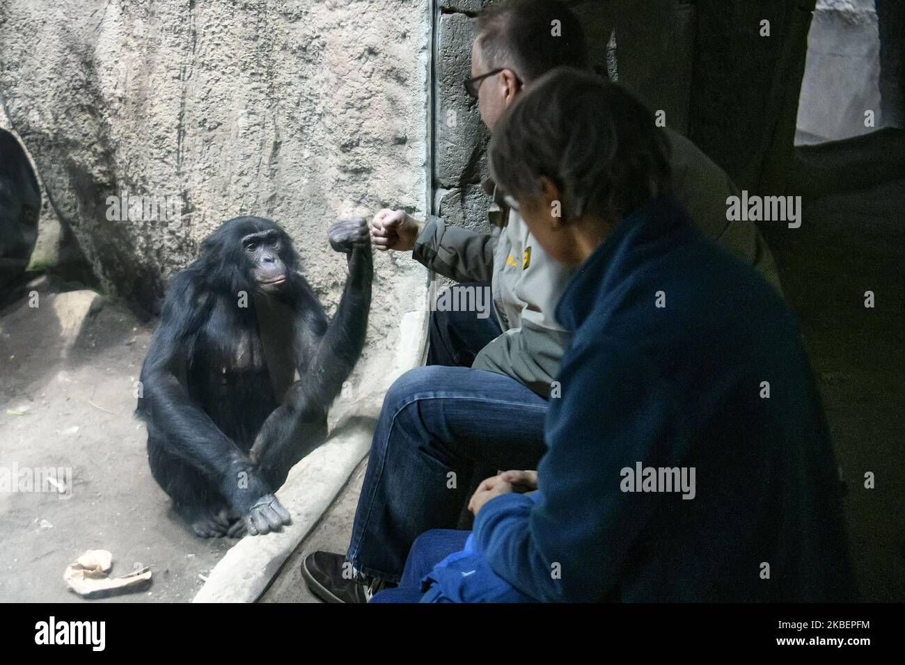Besucher wenden sich an den Schimpansen im Zoo Leipzig. November 2019 (Foto von Maxym Marusenko/NurPhoto) Stockfoto