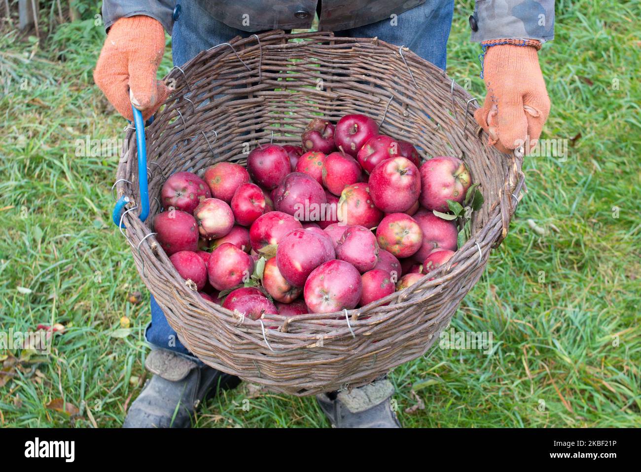 Hält einen Korb mit roten Äpfeln in den Händen Stockfoto