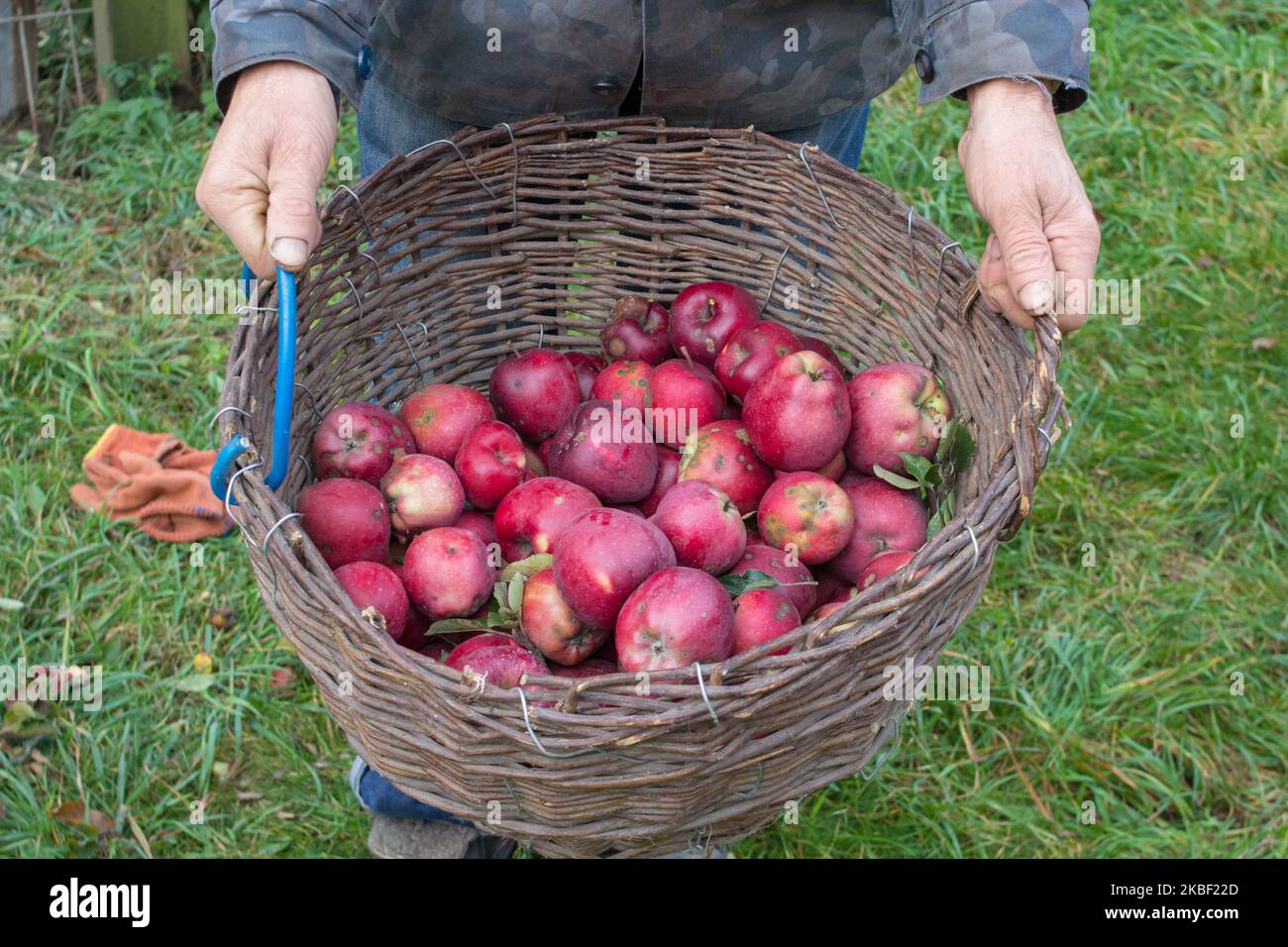 Wagen voller Äpfel nach der Ernte, Arbeiter sortieren Äpfel auf dem Bauernhof Stockfoto