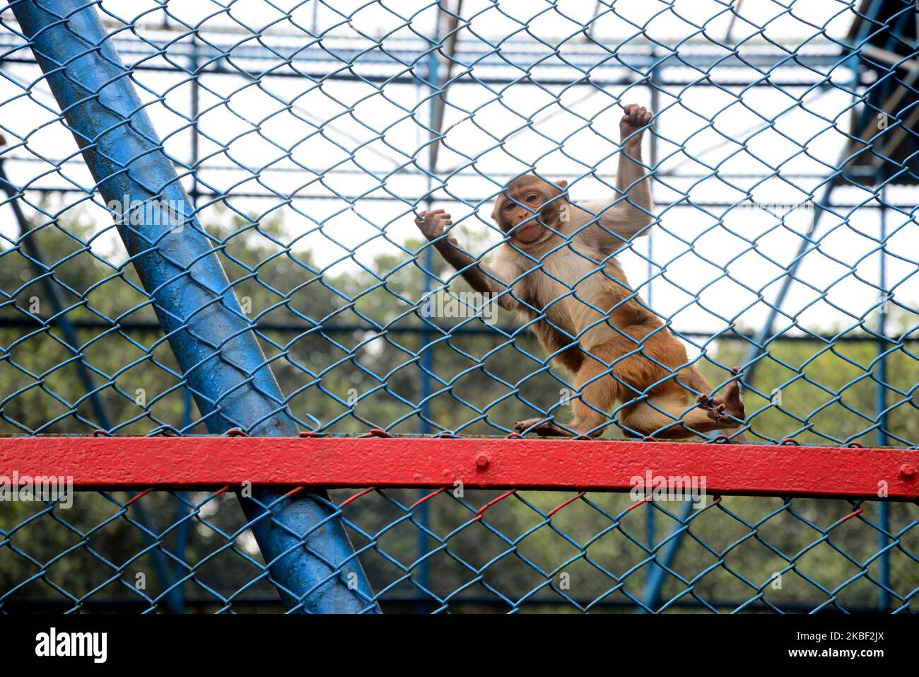 Ein Affe in einem Gehege im Zoo in Dhaka, Bangladesch, am 21. Januar 2020. (Foto von Mamunur Rashid/NurPhoto) Stockfoto