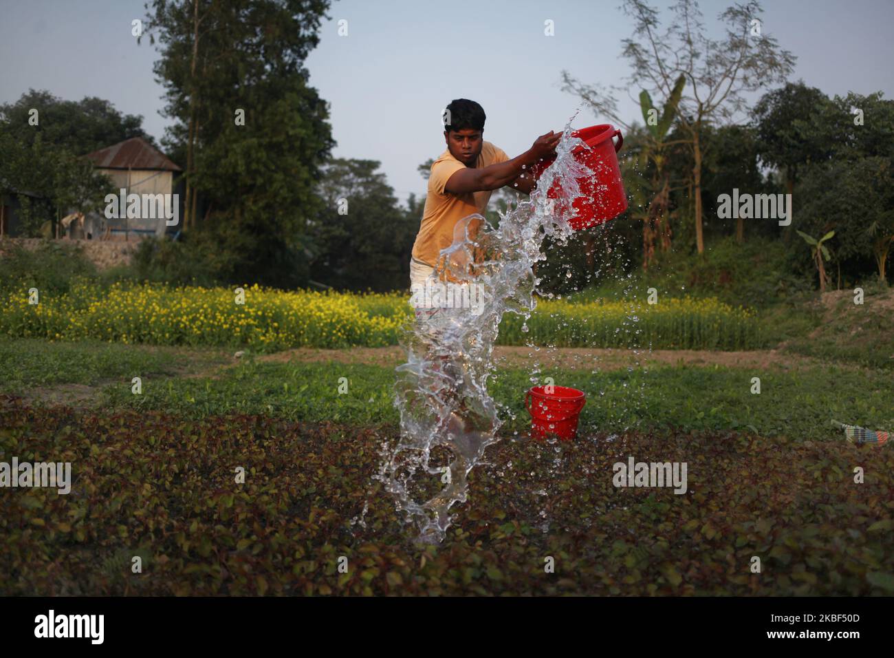 Masum Sarker (26) , wässern sein Gemüsefeld, nachdem er am 22. Januar 2020 Wasser aus dem nächsten Teich in Rupganj, Narayanganj, Bangladesch, gesammelt hat. (Foto von Syed Mahamudur Rahman/NurPhoto) Stockfoto