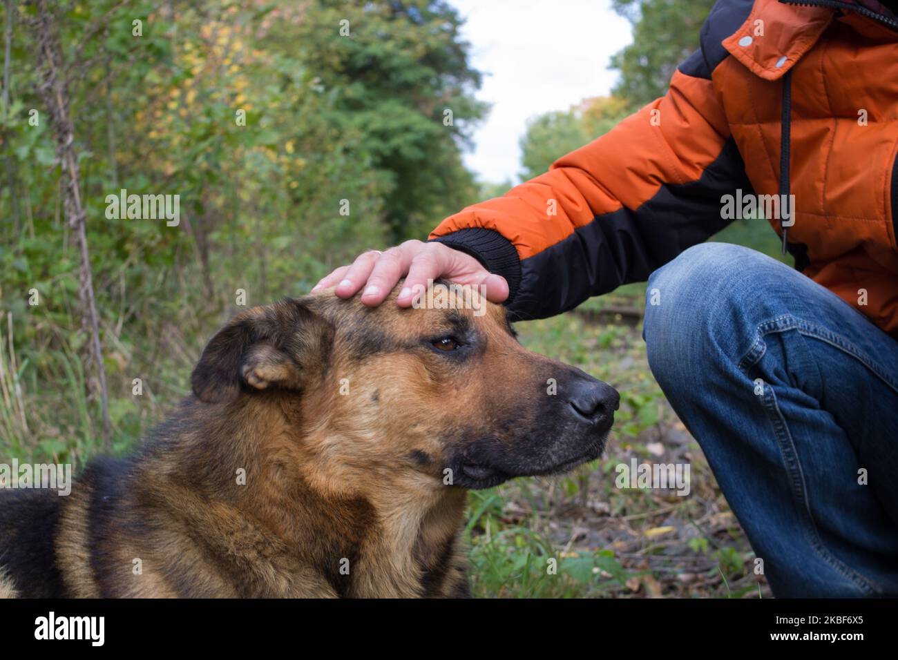 Hand streichelte einen deutschen Hirten auf den Kopf Stockfoto