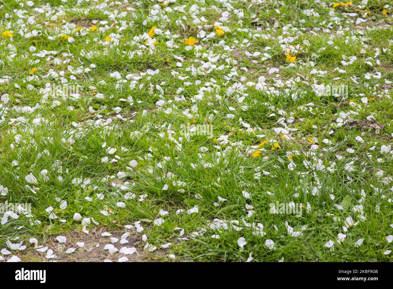 Auf dem Gras liegende gefallene Baumblume Stockfoto