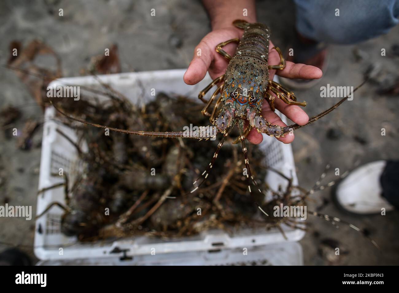 Ein Arbeiter hält einen Hummer an einem Strand in der Nähe von Bandar Lampung, der Südspitze der Insel Sumatra, 23. Januar 2020. Die von einheimischen Fischern gefangenen Wildhummer werden hauptsächlich nach China, Singapur und Hongkong exportiert. (Foto von Andrew Gal/NurPhoto) Stockfoto