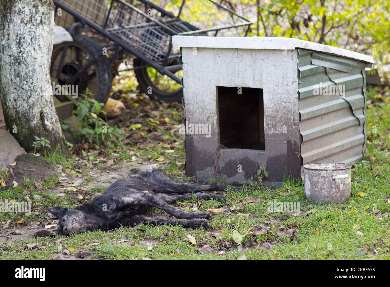 Es gibt einen toten Hund auf dem Hof in der Nähe eines hundehauses Stockfoto
