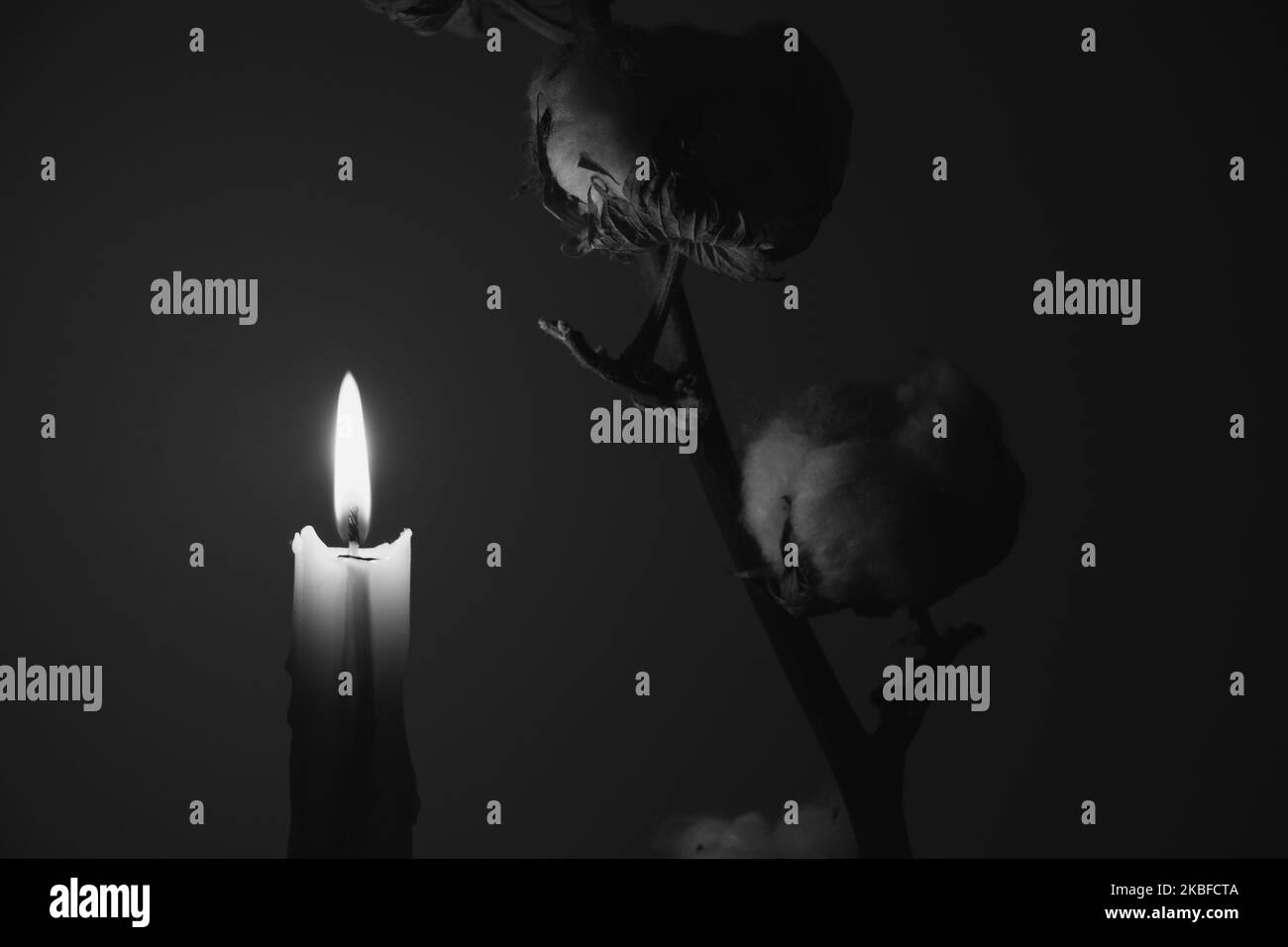 Ein Zweig mit trockener Baumwolle und einer Kerzenflamme auf einem isolierten Hintergrund im Dunkeln mit einem Schatten, Baumwolle als Hintergrund Stockfoto