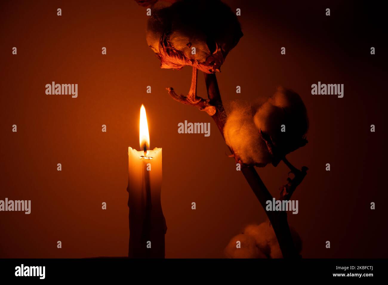 Ein Zweig mit trockener Baumwolle und einer Kerzenflamme auf einem isolierten Hintergrund im Dunkeln mit einem Schatten, Baumwolle als Hintergrund Stockfoto