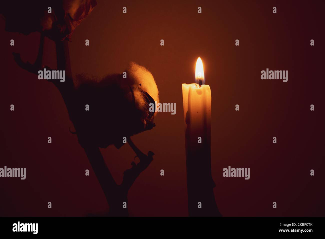 Ein Zweig mit trockener Baumwolle und einer Kerzenflamme auf einem isolierten Hintergrund im Dunkeln mit einem Schatten, Baumwolle als Hintergrund Stockfoto