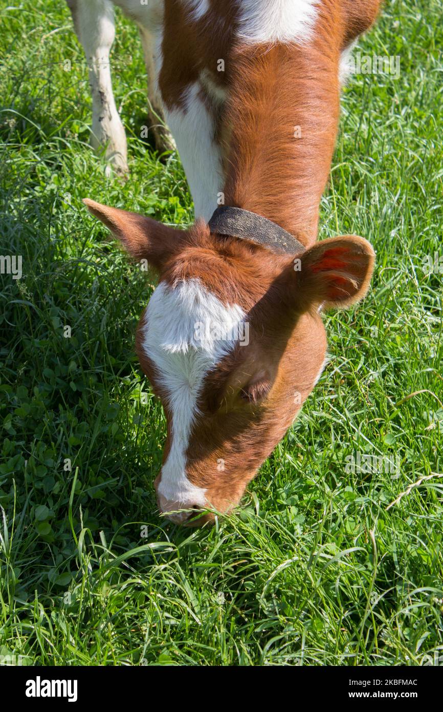 Junge Kuh, die im Sommer auf dem Gras grast Stockfoto