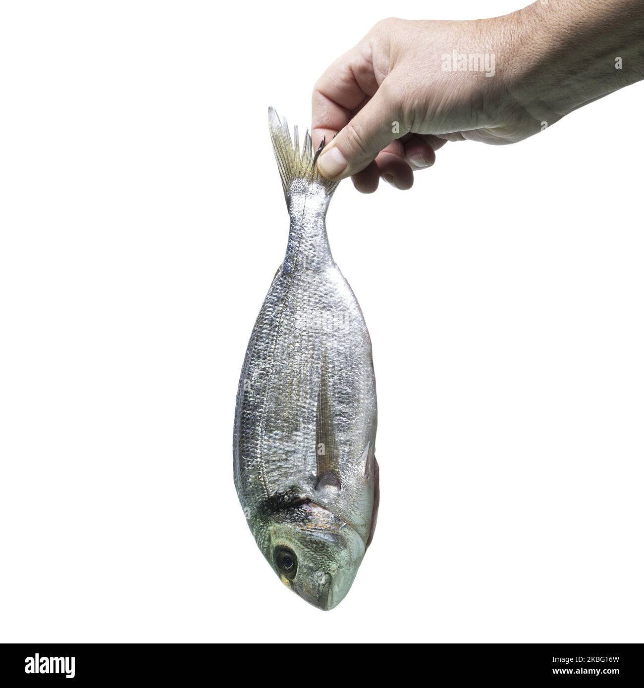Eine Seebrasse, die mit einer Hand auf einem transparenten Hintergrund gehalten wird Stockfoto