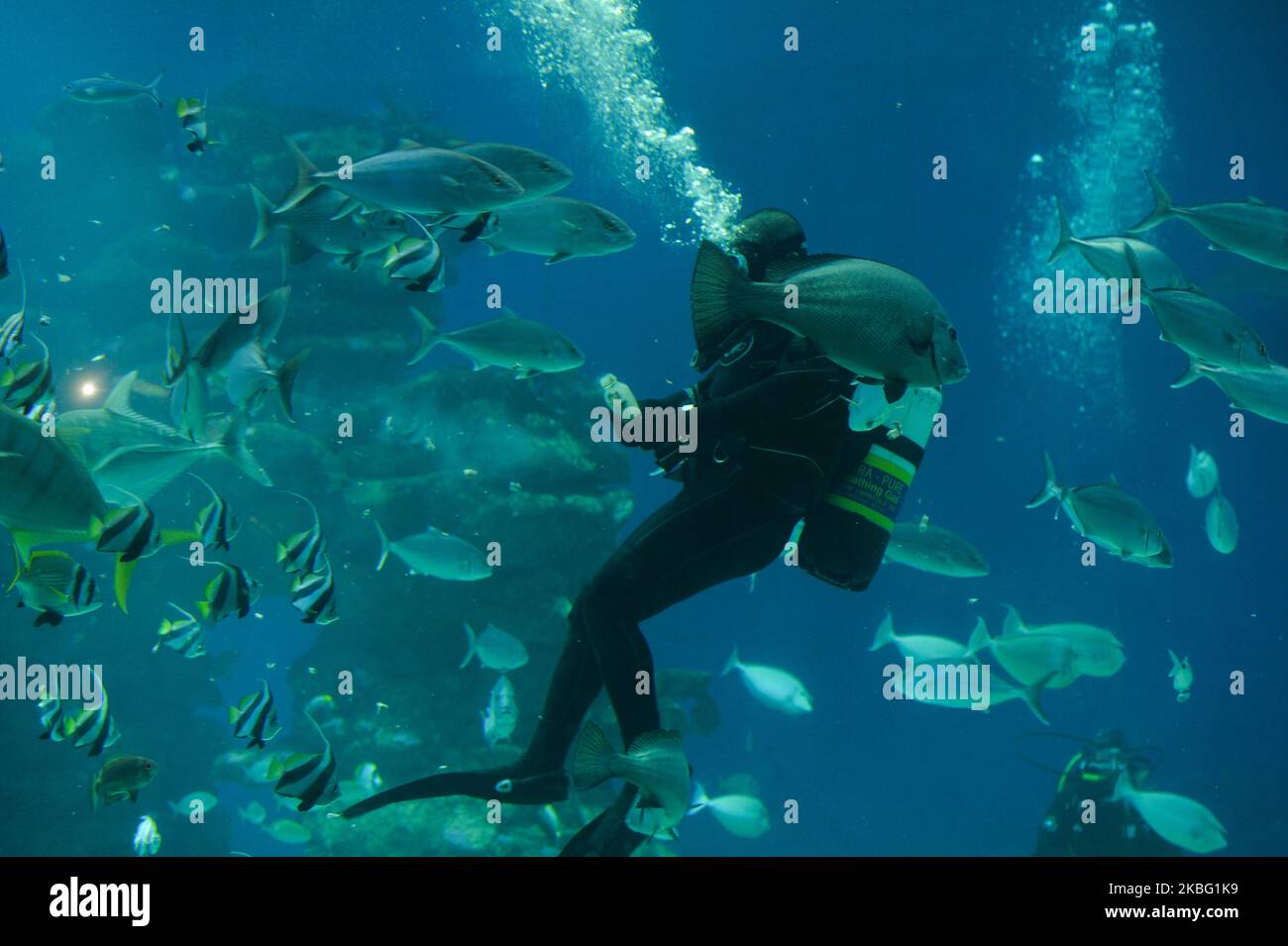 Mitarbeiter während der Fischfütterung im Aquarium des Unterwasserobservatoriums Marine Park in der israelischen Urlaubsstadt Eilat, am Ufer des Roten Meeres. Am Samstag, den 1. Februar 2020, in Eilat, Israel. (Foto von Artur Widak/NurPhoto) Stockfoto