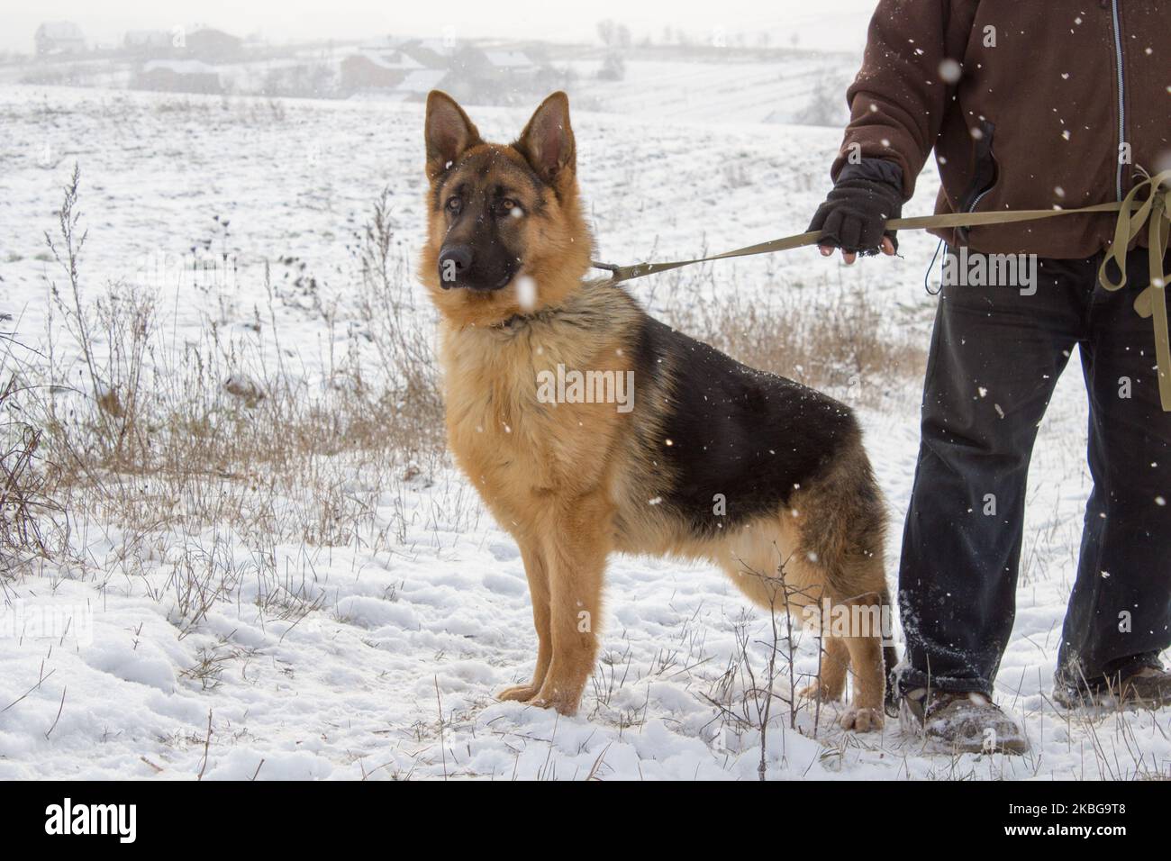 Deutscher Schäferhund Winter an der Leine halten Stockfoto