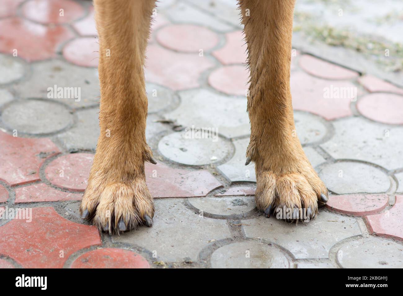 Schäferhund große Füße stehen auf dem Steinpflaster Stockfoto